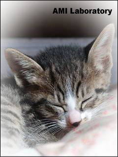 子猫・ミー