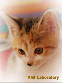 子猫・シー