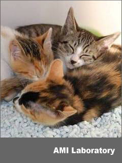 子猫・睡眠中