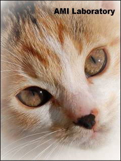 子猫・シー