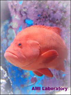 魚