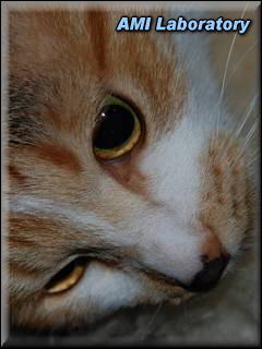 猫・シー