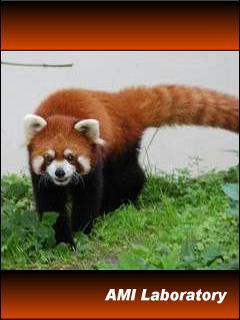 レッサーパンダ
