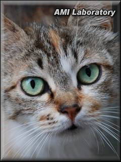 猫・茶太子