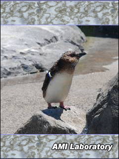 ペンギン