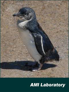 ペンギン