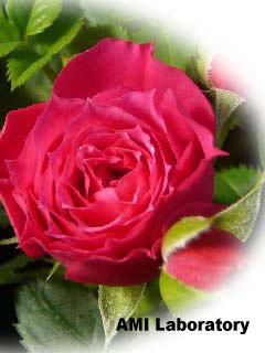 薔薇