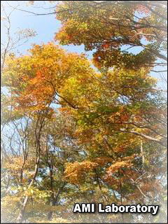 長野県軽井沢町・紅葉