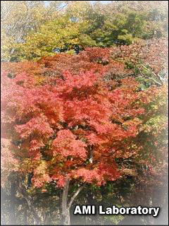 長野県軽井沢町・紅葉