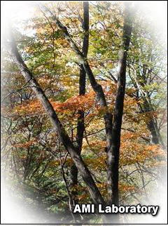 長野県軽井沢町・紅葉