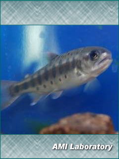 魚