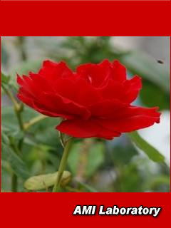 薔薇
