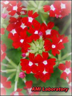 赤い花
