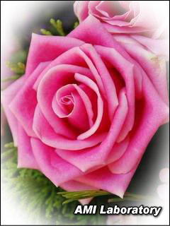 薔薇