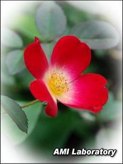 薔薇