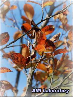 紅葉