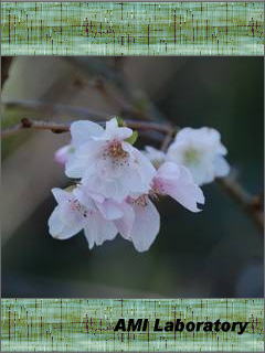 十月桜