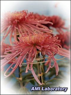 菊