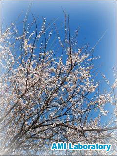 梅