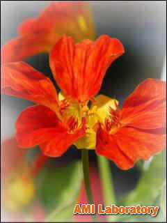 金蓮花