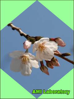 桜