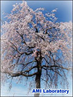 桜