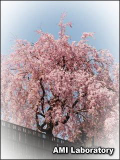 桜
