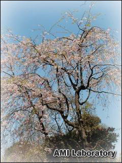 桜