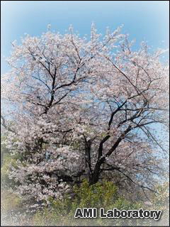 桜