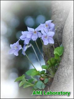 青い花