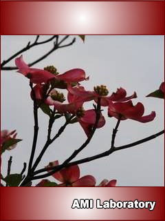 花水木