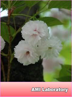 八重桜