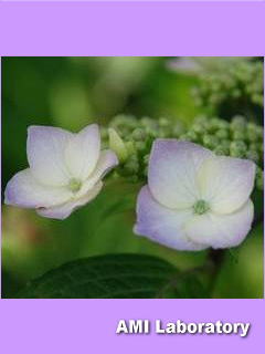 紫陽花