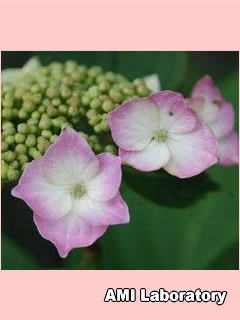紫陽花