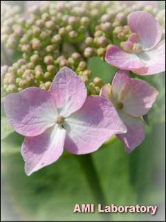 紫陽花
