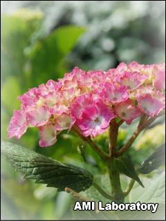 紫陽花
