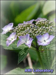 紫陽花