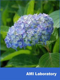 紫陽花