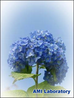 紫陽花