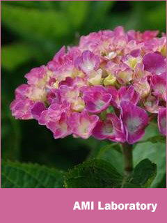 紫陽花