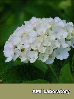 紫陽花
