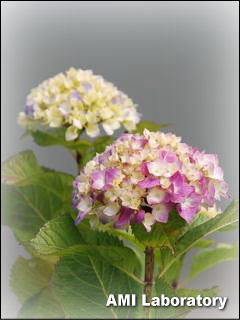 紫陽花