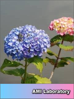 紫陽花
