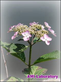 紫陽花
