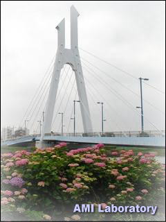 紫陽花