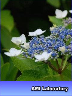 紫陽花