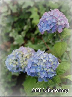 紫陽花