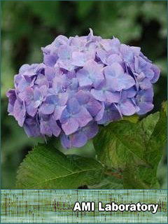 紫陽花
