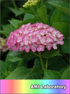紫陽花