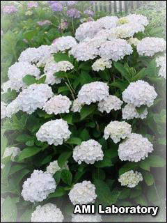 紫陽花